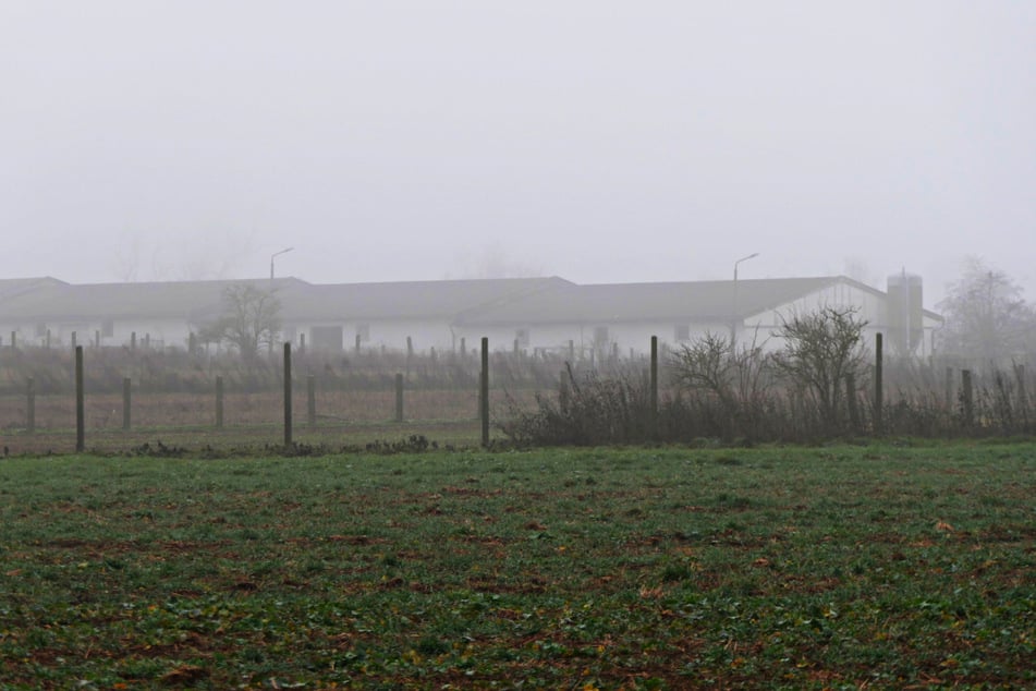 Der betroffene Stall lag gestern im dichten Nebel. Die 6500 dort lebenden Zuchtgänse müssen alle getötet werden.