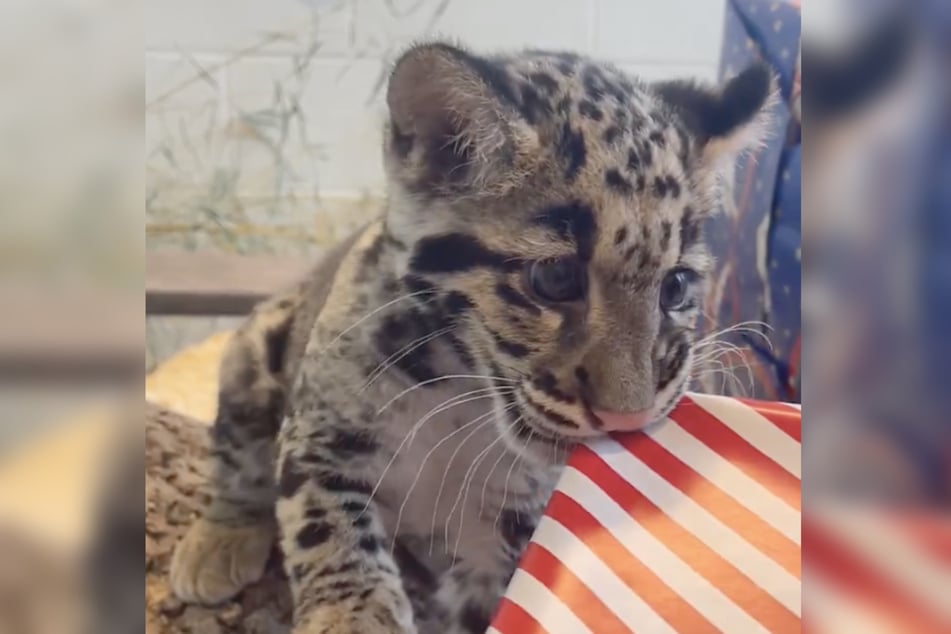 Chai the clouded leopard cub made short work of the Christmas gifts at the Nashville Zoo.