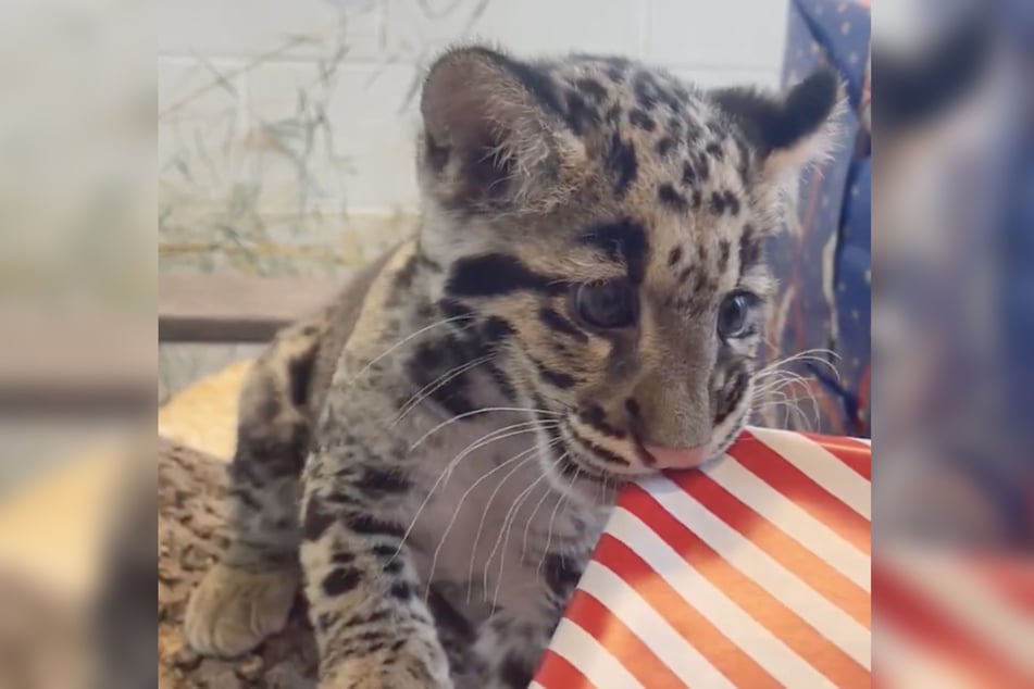 Die junge Raubkatze machte mit ihren Geschenken kurzen Prozess und riss sie mit den (Milch-)Zähnen auf.