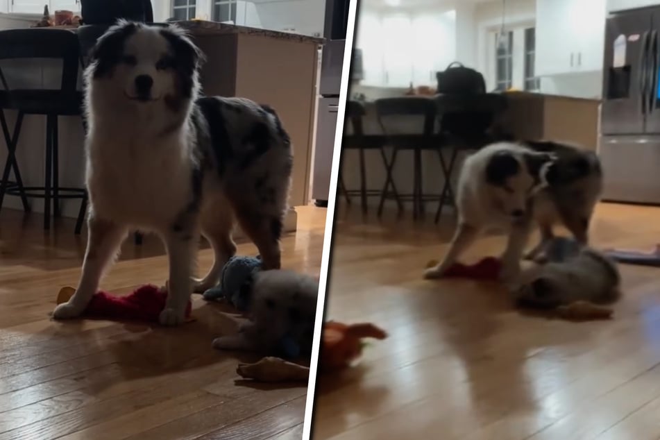 Dog is shocked by his own extreme reaction to puppy sibling's antics: "All out of patience!"