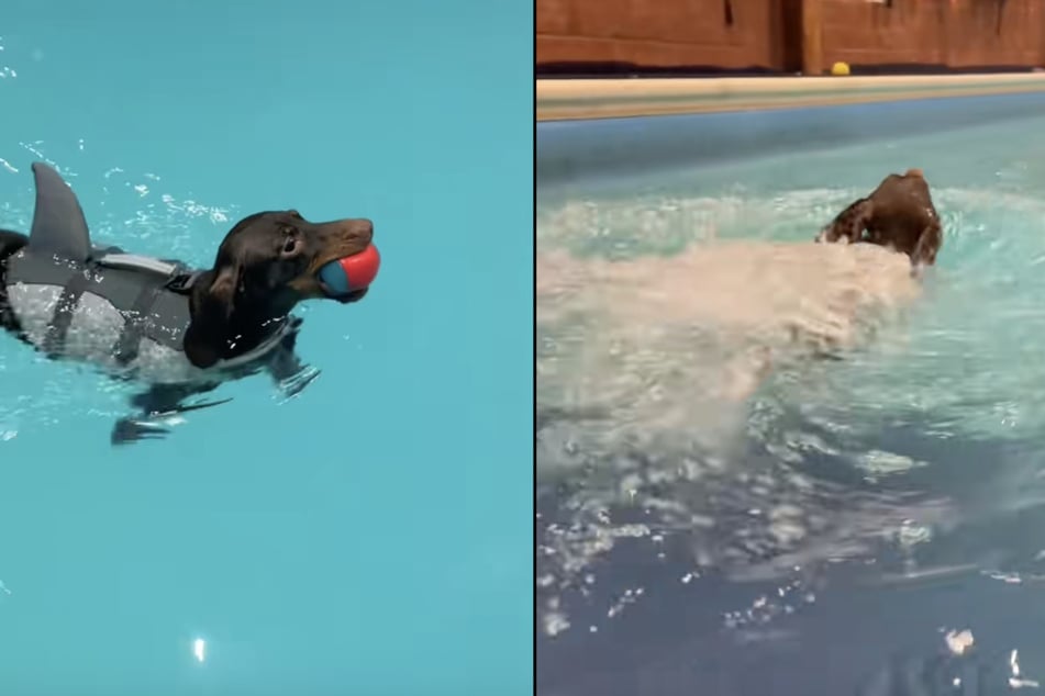 Vierbeiner Otto dagegen liebt es, im Wasser zu sein.