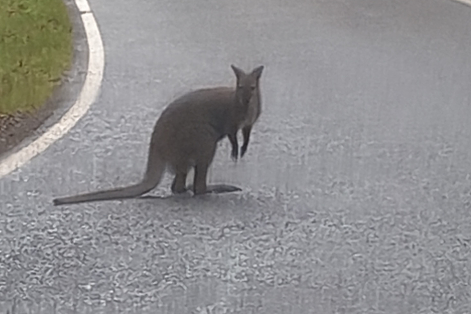 Im Saarland tauchte am Montag plötzlich ein Känguru auf der Straße auf.