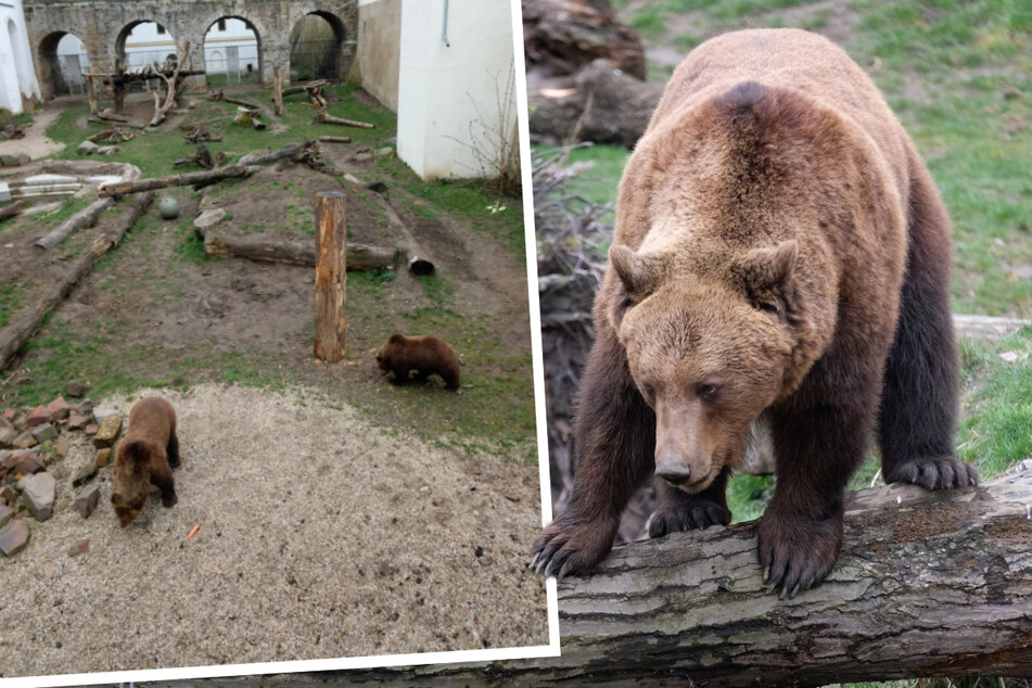Großes Bärenwecken in Torgau! Benno, Bea und Jette sind wieder petz-munter