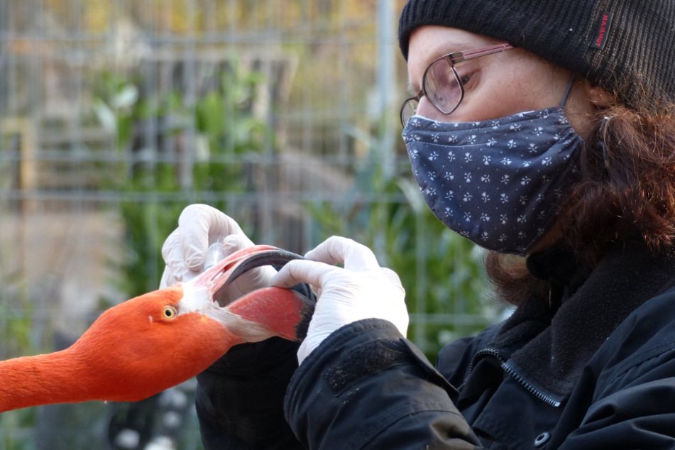 Einmal gepackt, wird bei den Flamingos auch gleich der Schnabel kontrolliert.