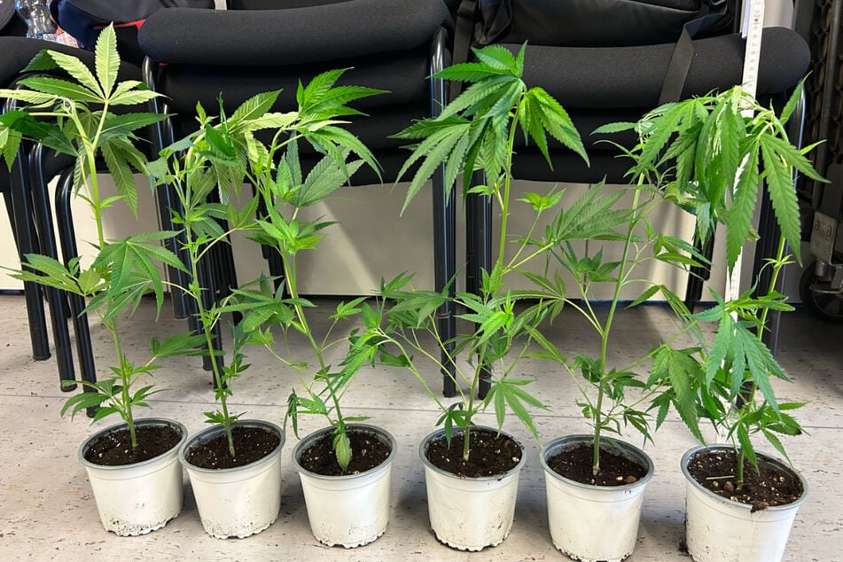 Gimme Dope, Joanna: Die sichergestellten Cannabispflanzen sollen nach Abschluss der Verfahren vernichtet werden.