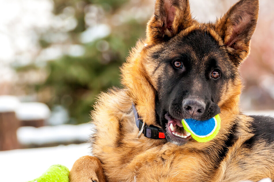 Weihnachtsgeschenke für Hunde: Cooles Hundespielzeug