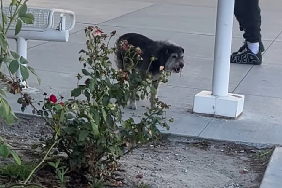 Lange hielt sich der Hund nicht auf den Beinen, brach immer wieder zusammen.