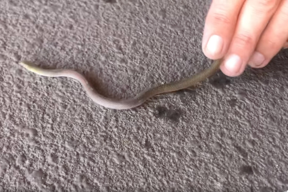 The snake catcher found this small yellow faced whip snake inside the vacuum bag.