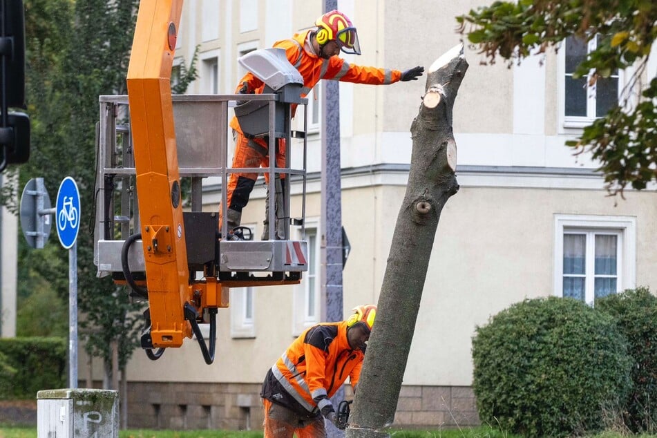 Stück für Stück werden hier die Bäume abgeholzt, um für das Mammutprojekt Platz zu machen.