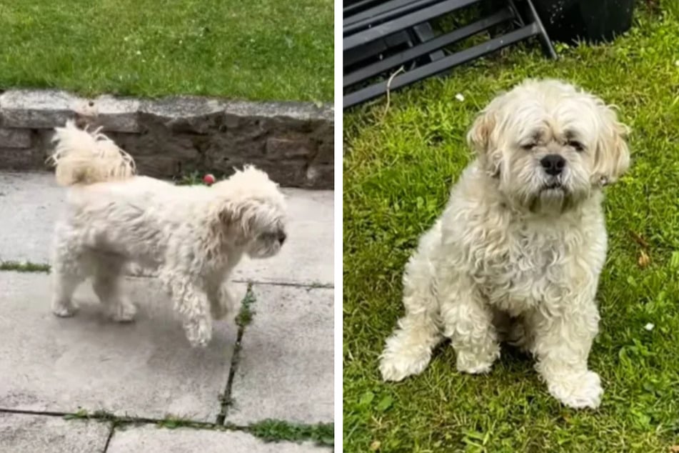 Hund hinkt dramatisch zum Tierarzt, dann erkennt sein Frauchen die Wahrheit