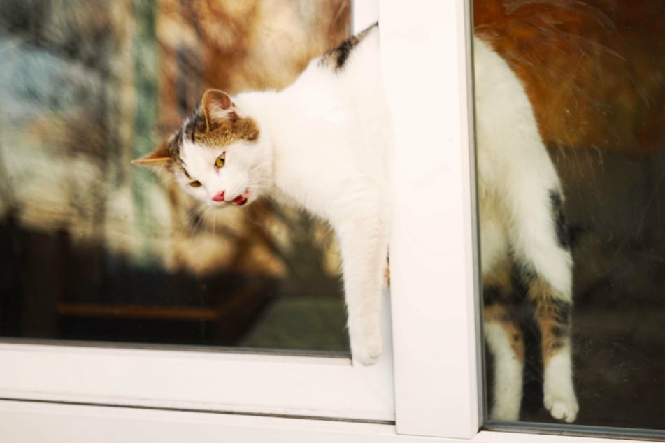 Bleiben Katzen in gekippten Fenstern stecken, erleiden sie schwere Verletzungen, welche nicht selten tödlich enden.