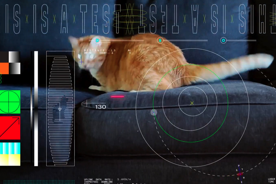 Die Katze "Taters" wurde zum Hauptdarsteller eines historischen Videos der NASA.