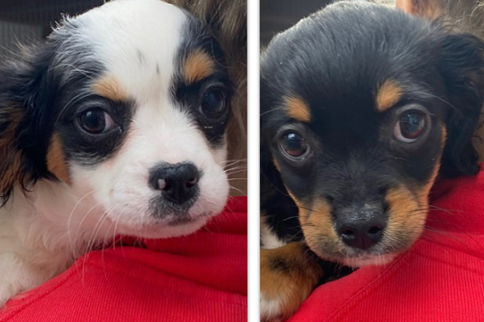 Und auch ihre beiden Geschwister Sweetie (l.) und Elsa wollen schon bald das Tierheim verlassen.