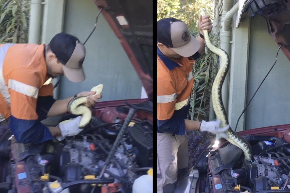 Schlangenfänger Jaedon aus Australien zog eine riesige Schlange aus dem Motorraum eines Autos.