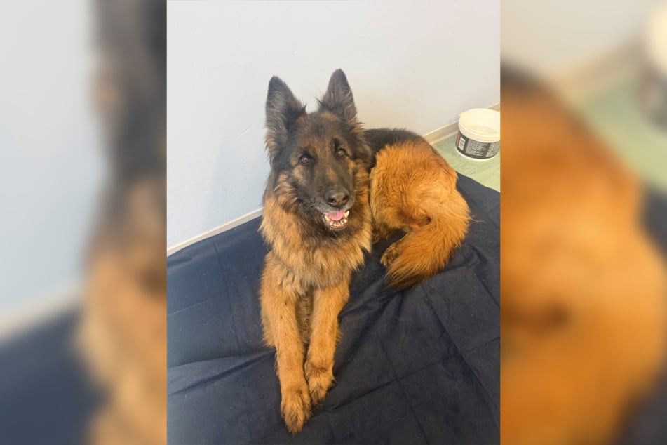 Hündin Wanda (10) hat eine wilde Nacht hinter sich.