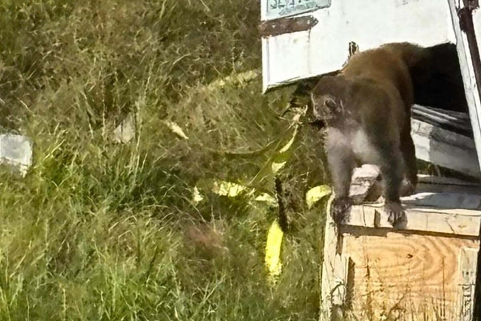 Laster-Unfall mit tödlichen Folgen: Polizei "vernichtet" entlaufene Laboraffen