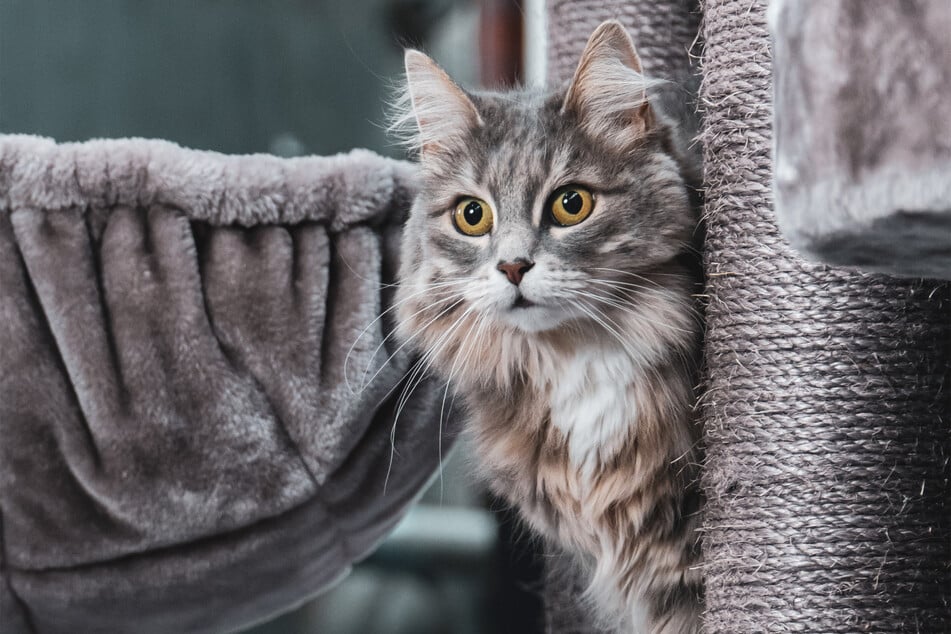 Maine Coons are fascinating cats that hail originally from the state of Maine in the US.