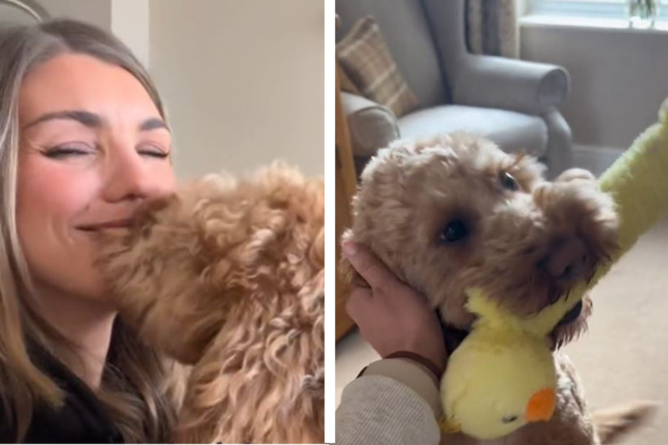 Sulking dog wins over the internet with hilarious reaction to returning owner