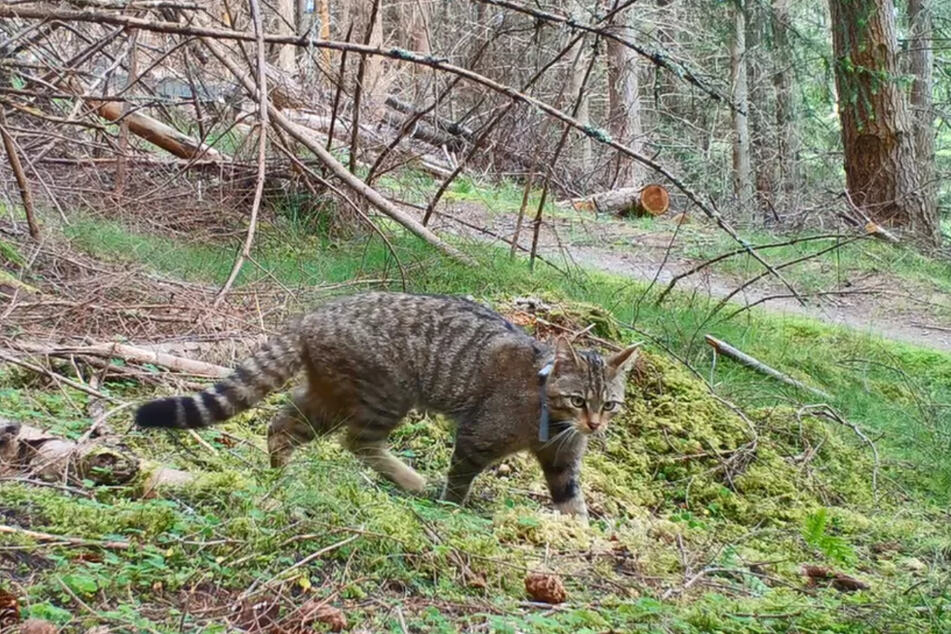 Die Schottische Wildkatze gilt als nahezu ausgestorben. Ein Wiederansiedlungsprojekt soll dies ändern.