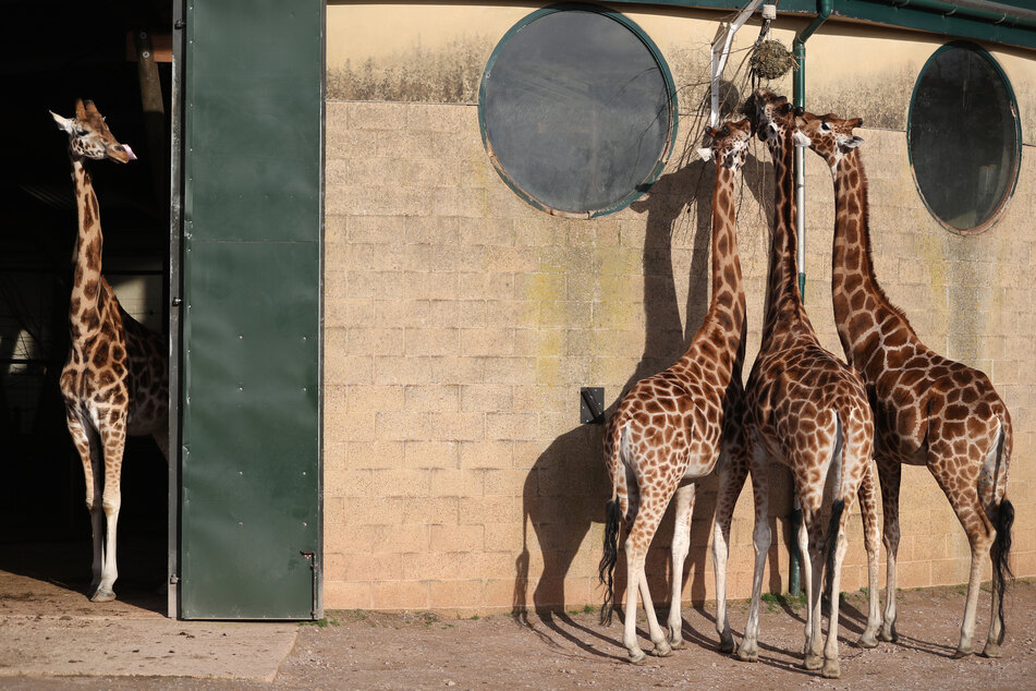 Rothschild-Giraffen werden in einem Zoo, der momentan coronabedingt geschlossen hat, gefüttert.