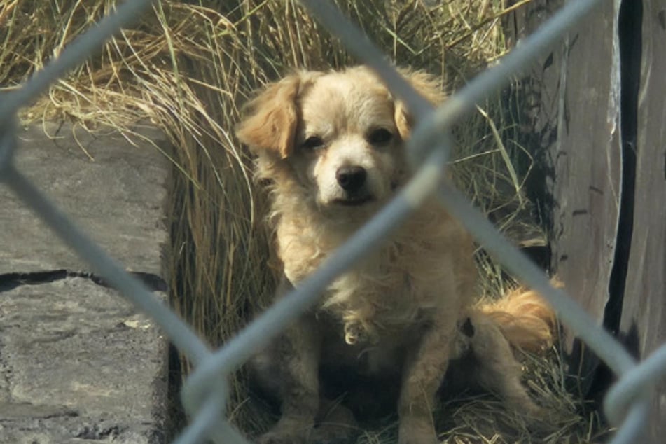 The little dog was successfully rescued from the street.