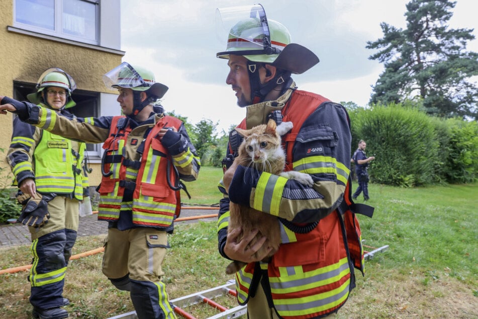 Mutiger Anwohner rettet Katzen aus Brandwohnung