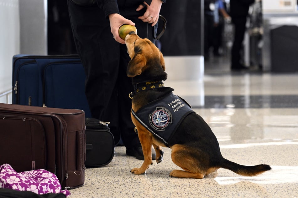 Ein Spürhund war auf den Apfel aufmerksam geworden. (Symbolfoto)