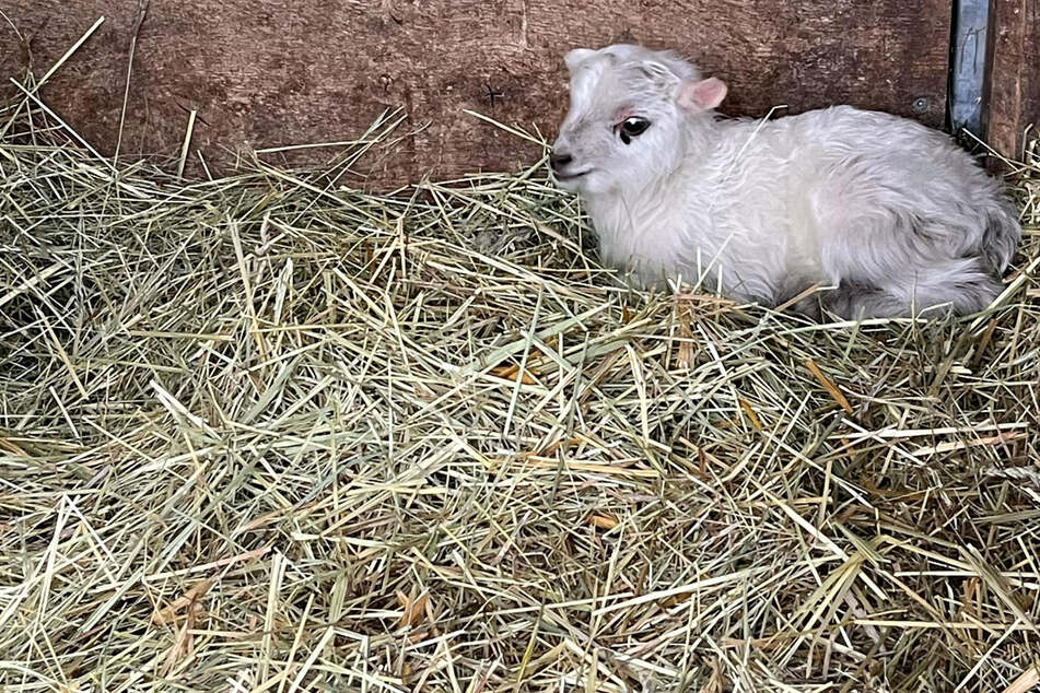Das kleinste Schaf Europas ist da: Zoo Erfurt freut sich über Lamm-Zuwachs