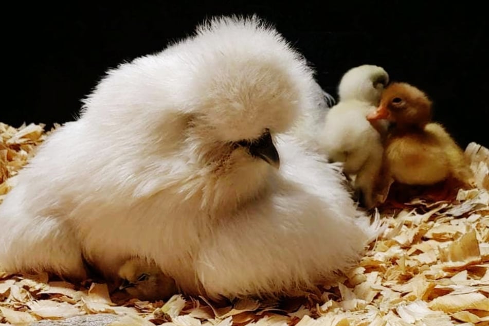 Hen hatches baby duck and raises it like her own!