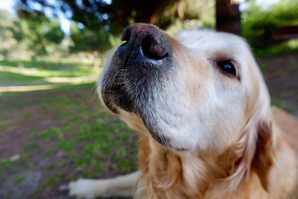 Hunde mögen manche Gerüche nicht, denn ihre sensible Nase wird durch diese zu sehr gereizt.