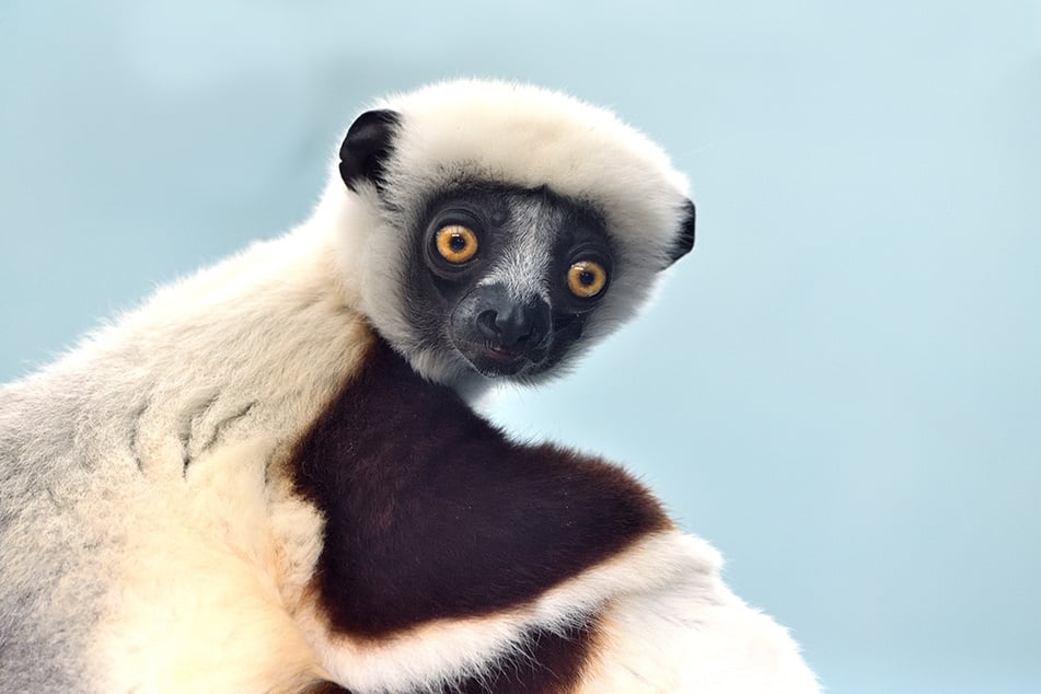 Die beiden Coquerel-Sifakas zählen zu den seltensten Primaten auf der Welt und sollen im Kölner Zoo für Nachwuchs sorgen.