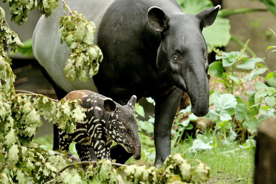 Für Tapir-Dame Laila heißt es bald: Abschied nehmen vom Zoo Leipzig. (Archivbild)