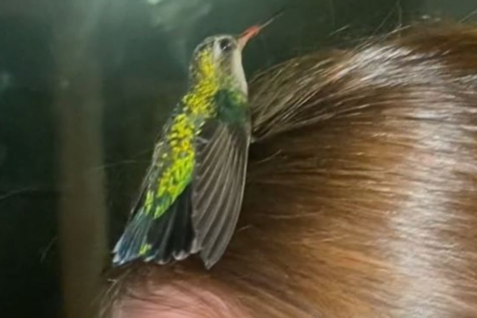 Der Kolibri machte es sich geradezu gemütlich auf dem Kopf.