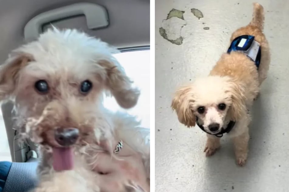 Als sie Hündchen Tiny (r.) zum ersten Mal sah, hatte Liv den Eindruck, einen Doppelgänger ihres früheren Hundes Alfie zu sehen.