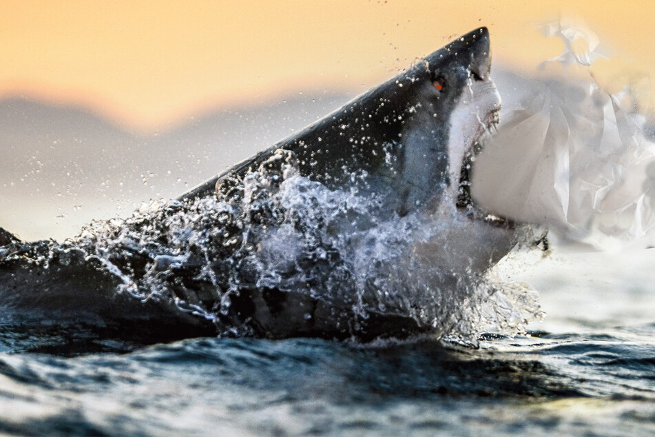 Marine biologists from the Oswaldo Cruz Foundation discovered high concentrations of cocaine in 13 sharpnose sharks off the coast of Rio de Janeiro.