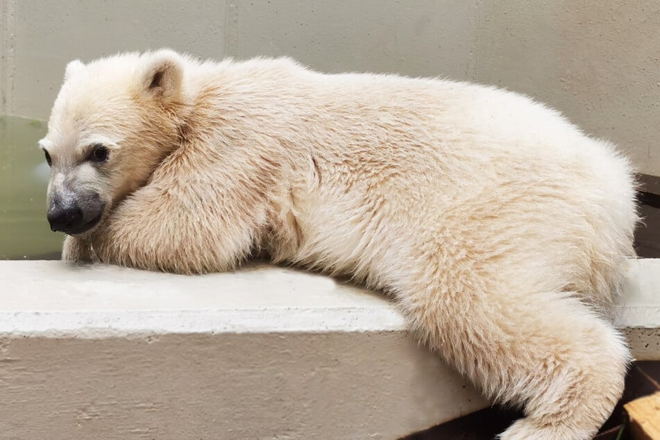 Wie soll das kleine Eisbären-Baby aus dem Tierpark Hagenbeck heißen? Ihr dürft abstimmen.