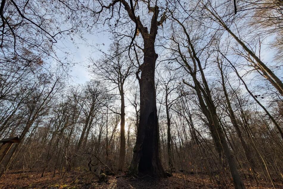 Deutlich kräftiger als ihre umstehenden Nachbarn ist die schätzungsweise über 600 Jahre alte Stieleiche eine Rarität im Rosental.