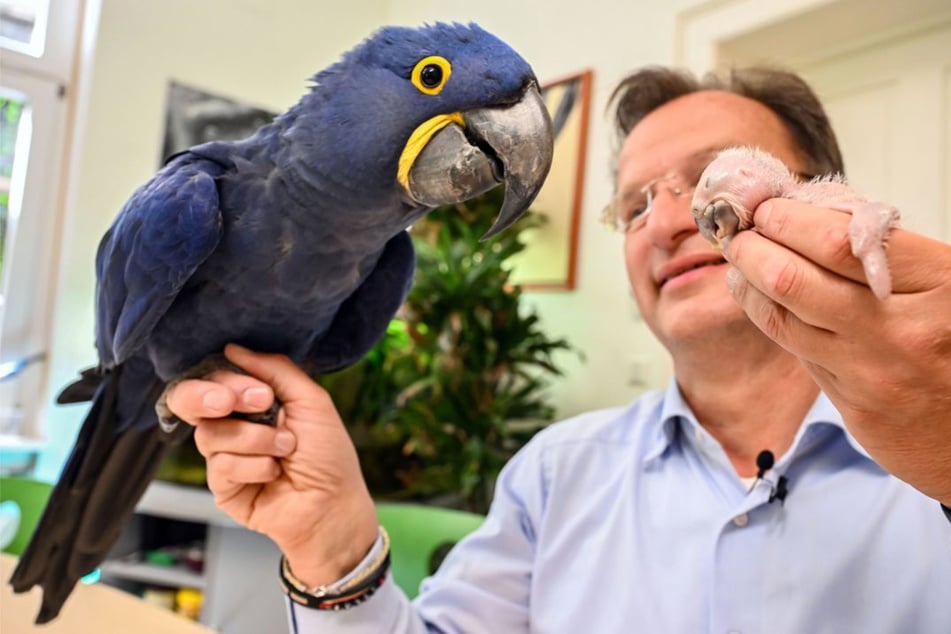 Noch halbnackt: Verstoßenes Papageien-Küken wird per Hand aufgezogen