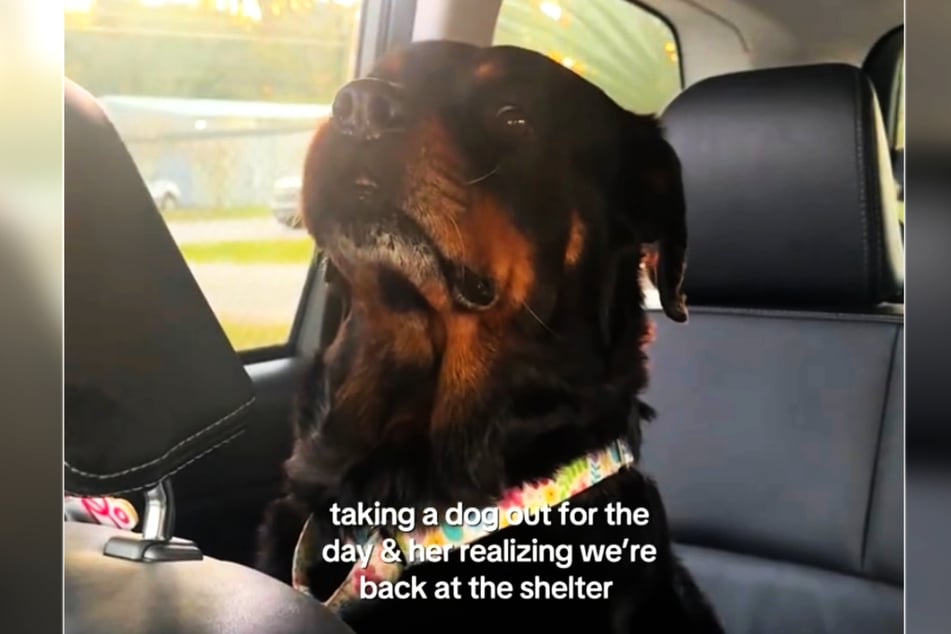 Holly Paws quedó desconcertada cuando una empleada la devolvió al refugio de animales.