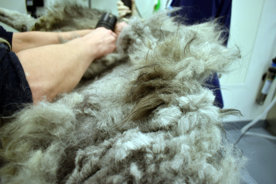 Matted dog hair can often only be dealt with by shaving it all off.