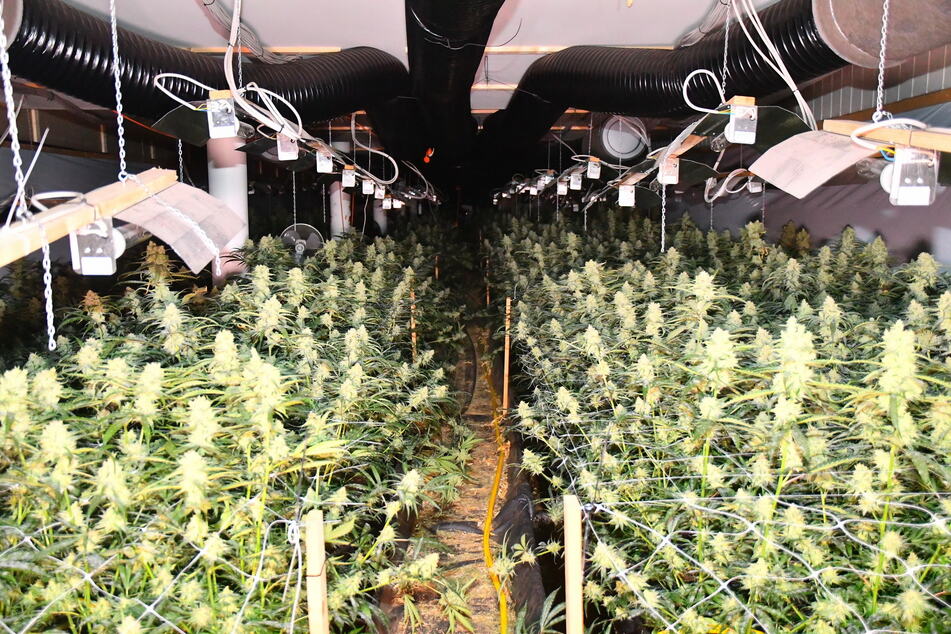 Mehr als 1000 Marihuana-Pflanzen sollen hier gewachsen sein.