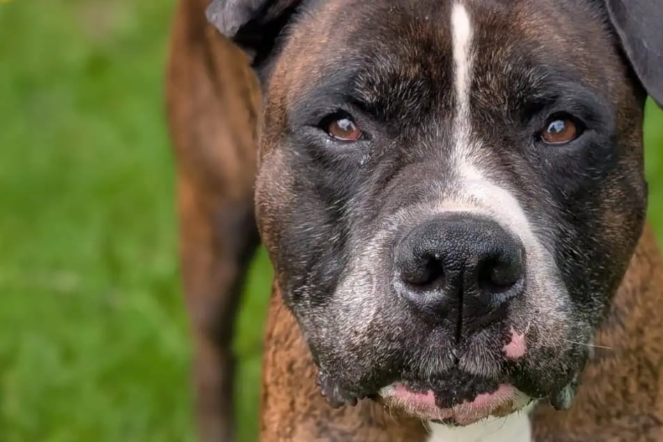 Er will nicht im Tierheim alt werden: Wer hat ein Herz für "Krüppelohr" Oskar?