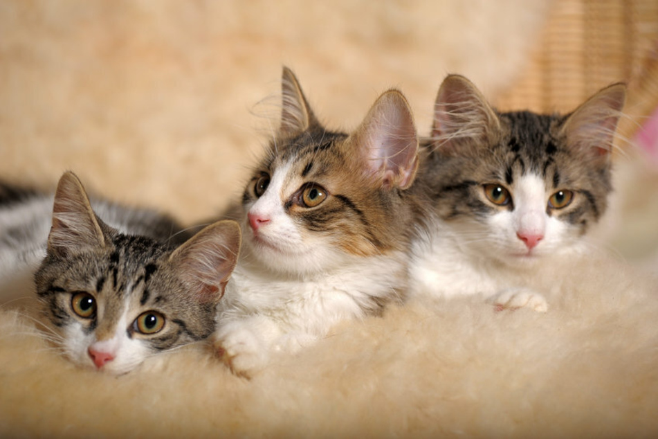 Anwohner findet drei vergiftete Katzen: War es Tierquälerei oder Zufall?