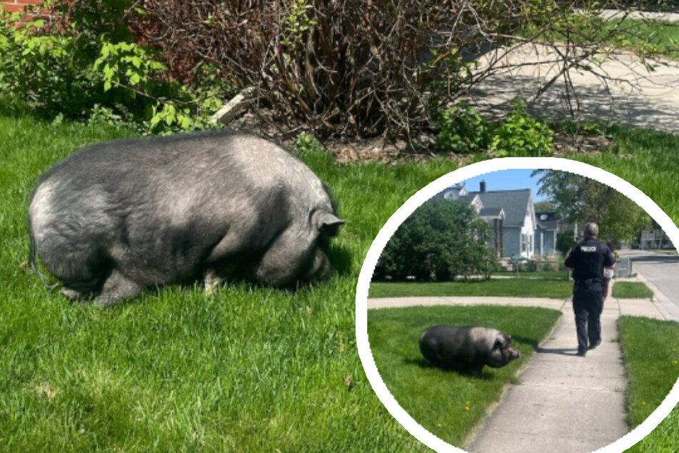 Escaped pig named Albert caught by police and lured home with trick