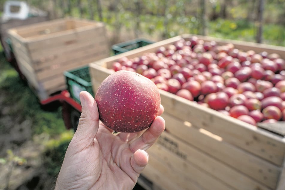 So schön können die Äpfel in Sachsen auch in diesem Jahr aussehen. Aber nur dort, wo der Frühjahrsfrost die Blüten verschont hat. Die Ausfälle sind für viele Betriebe existenzbedrohend.