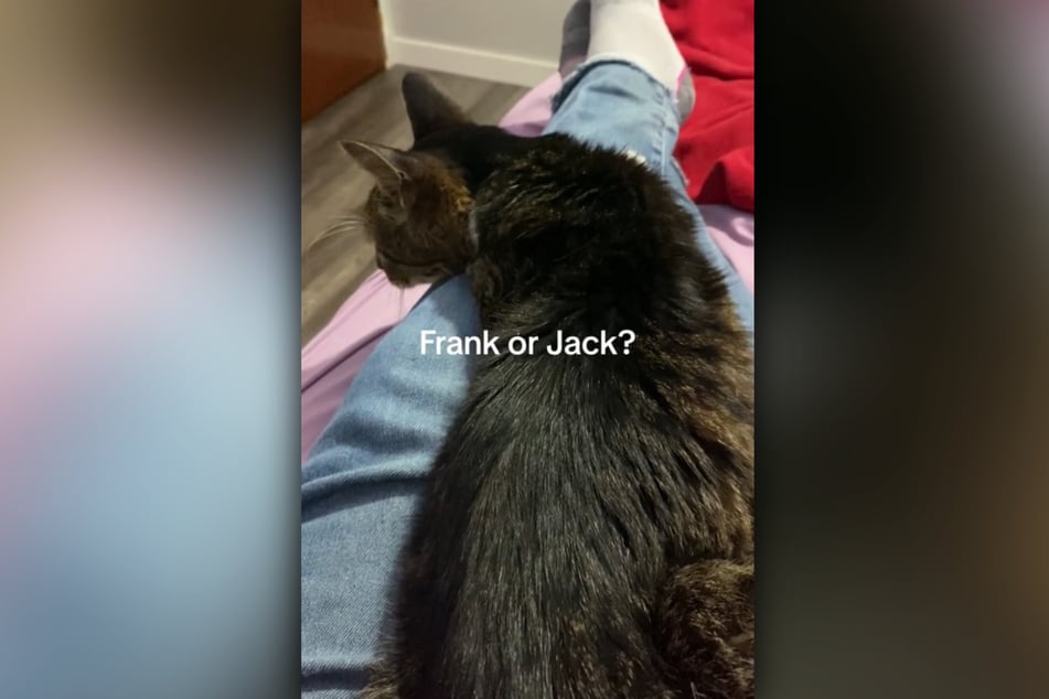 Andrea was considering keeping the stray cat and was going to name him either Frank or Jack.