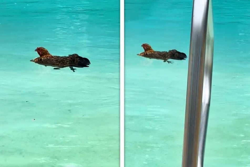 Louisiana woman's unwanted pool guest has TikTok chuckling