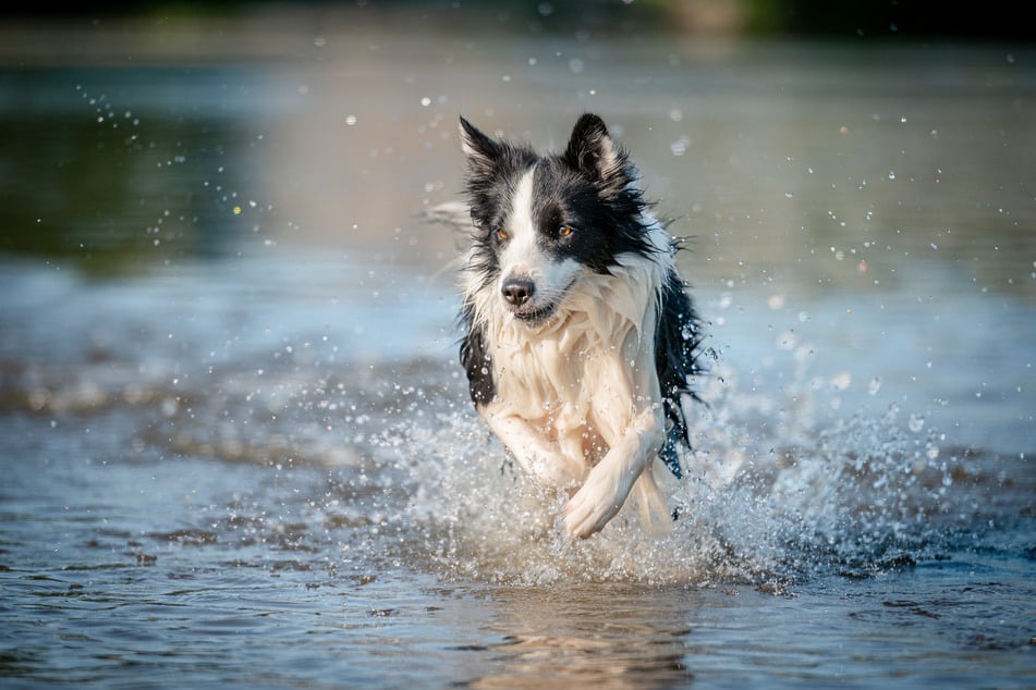 Border Collies are considered some of the smartest dogs in the world.