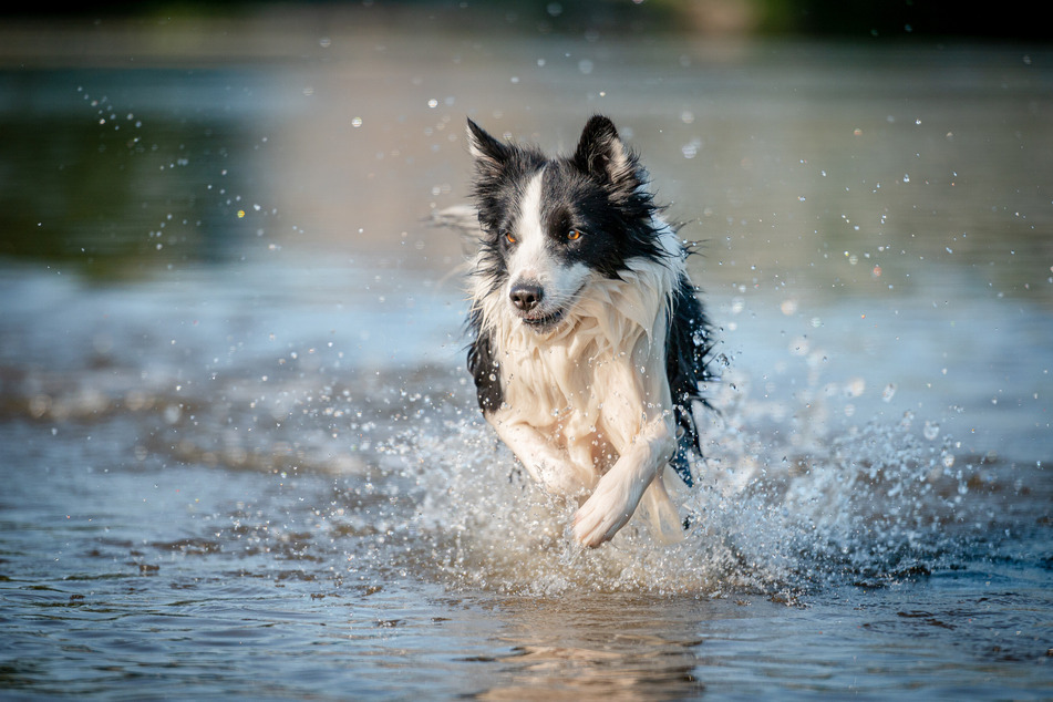 Border Collies zählen zu den schlauesten Hunderassen der Welt.