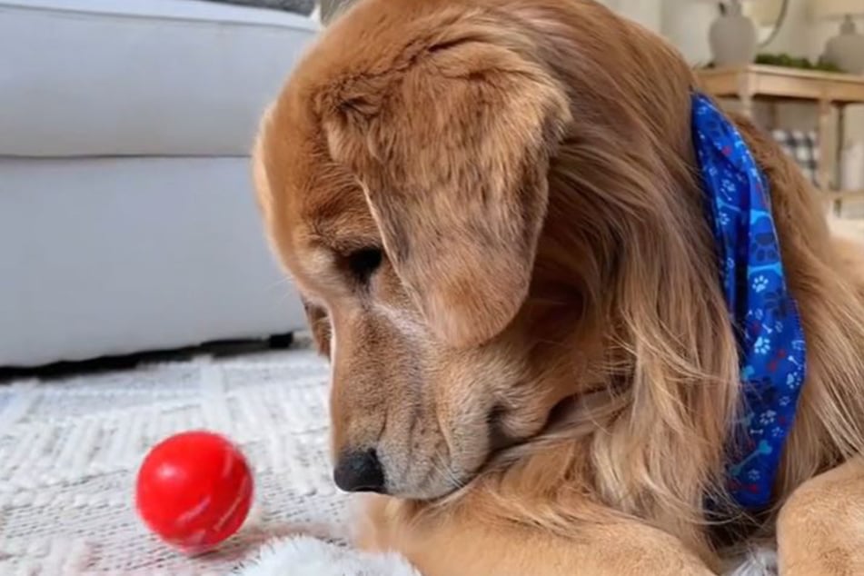 Golden Retriever Todd beäugt den Springball in Aktion.